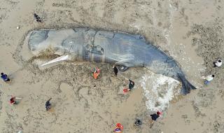 3米长抹香鲸2次搁浅沙滩死亡