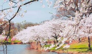贵州平坝樱花2021开放时间