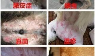 皮肤病的种类及图片