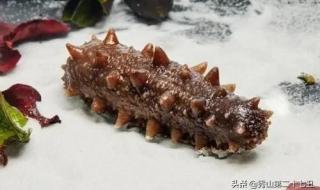 会进行夏眠的海洋动物